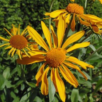 Helenium_hoopesii_WI_Q1.jpg