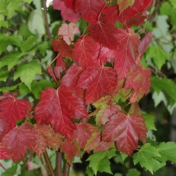 Acer_rubrum_Red_Sunset_2006_5289.jpg