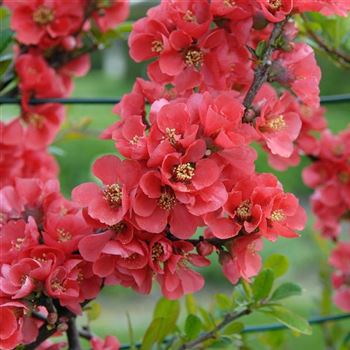 Chaenomeles_speciosa_2006_0762.jpg