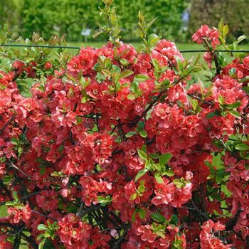 Chaenomeles_speciosa_2006_0758_q.jpg