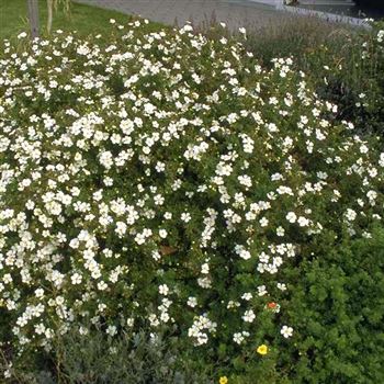 Potentilla_fruticosa_Manchu_2000_2573_q.jpg