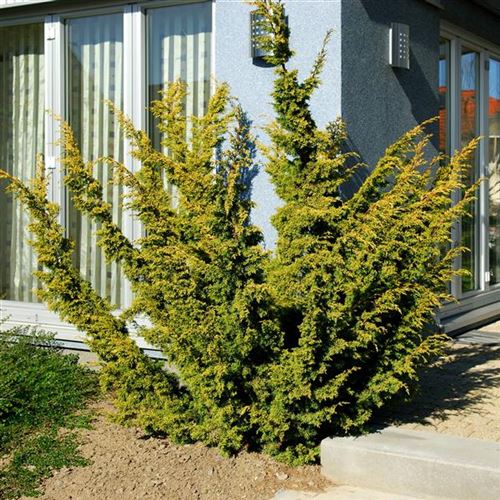 Juniperus chinensis 'Plumosa Aurea'