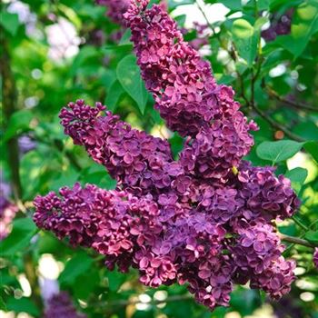 Syringa_vulgaris_Andenken_an_Ludwig_Spaeth_2009_1330.jpg