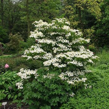 Viburnum_plicatum_Watanabe_2005_2071_q.jpg