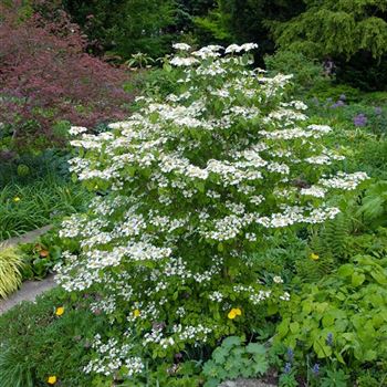 Viburnum_plicatum_Watanabe_2008_2671.jpg