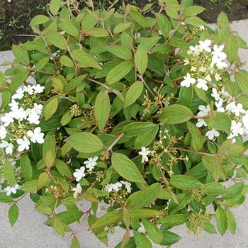 Viburnum_plicatum_Watanabe_GR_Q1.jpg