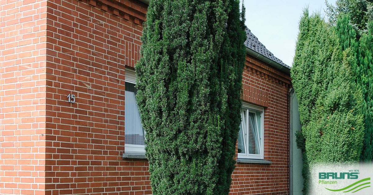 Taxus baccata 'Fastigiata', Sulen-Eibe von Bruns Pflanzen