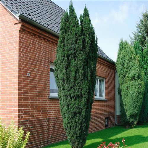 Taxus baccata 'Fastigiata'
