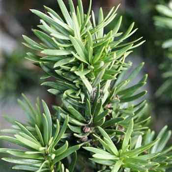 Taxus_baccata_Fastigiata_MG_5127.JPG