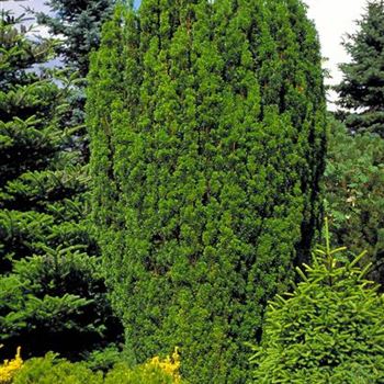 Taxus_baccata_Fastigiata_2000_1479.jpg