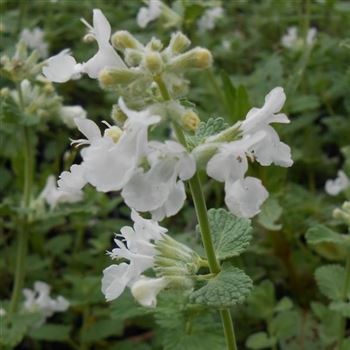 Nepeta_racemosa_Snowflake_WI_Q1.jpg