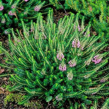 Erica_vagans_St_Keverne_2001_3293_q.jpg