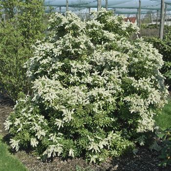 Pieris_japonica_Purity_2008_1376.jpg