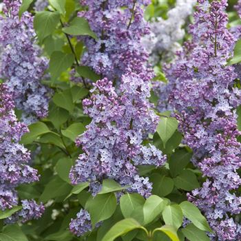 Syringa_vulgaris_2009_1244_q.jpg