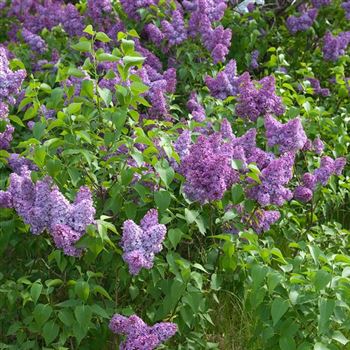 Syringa_vulgaris_2006_1277_q.jpg