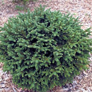 Picea_abies_Pumila_Glauca_1998_5671.jpg