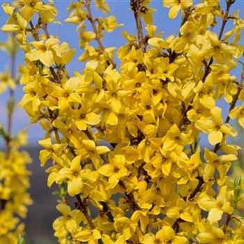 Forsythia_intermedia_Minigold_2003_2100.jpg