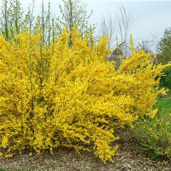 Forsythia_intermedia_Minigold_2006_0504.jpg