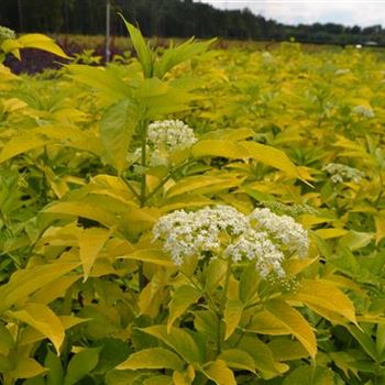 Sambucus_canadensis_Aurea.JPG