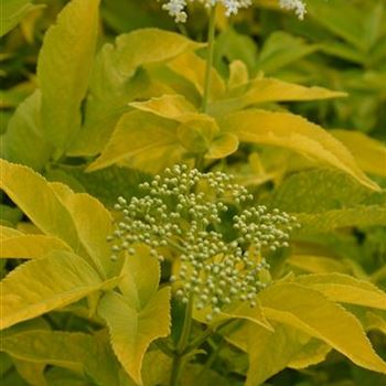 Sambucus_canadensis_Aurea_2.JPG