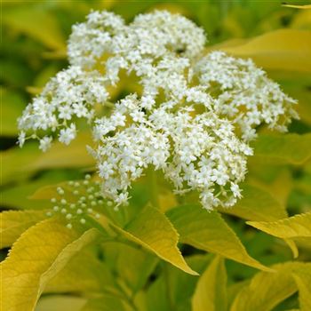 Sambucus_canadensis_Aurea_q.JPG