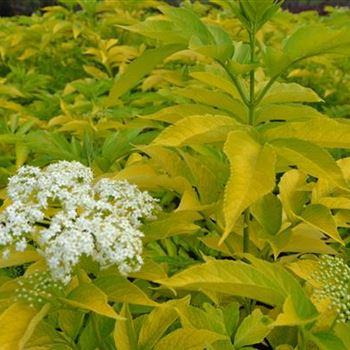 Sambucus_canadensis_Aurea_3.JPG