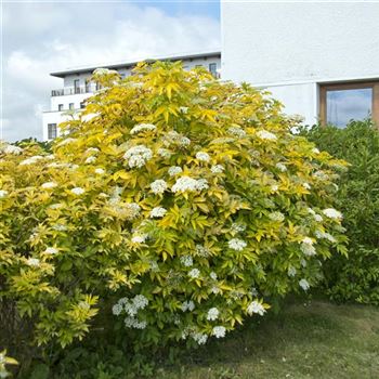 Sambucus_canadensis_Aurea_2008_5870.jpg