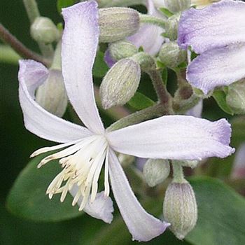 Clematis_x_jouiniana_Praecox_HRM_Q1.jpg