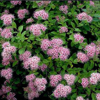 Spiraea_japonica_Little_Princess_3.jpg