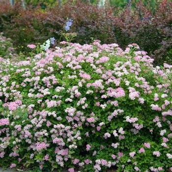 Spiraea_japonica_Little_Princess_2009_3385.jpg