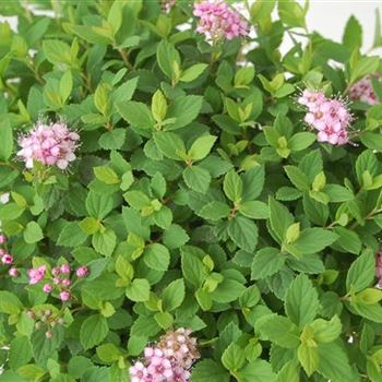 Spiraea_japonica_Little_Princess_GR_R1.JPG