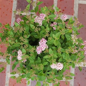 Spiraea_japonica_Little_Princess_GR_Q3.JPG