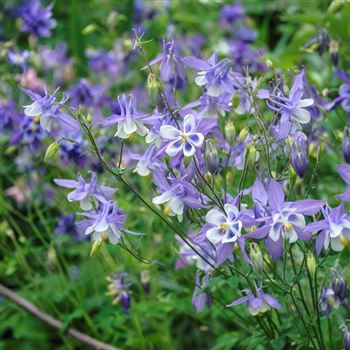 Aquilegia_Blue_Star_HRM_Q2.jpg