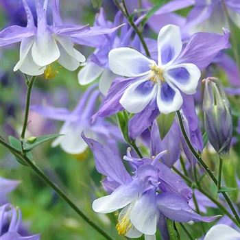 Aquilegia_Blue_Star_HRM_Q1.jpg