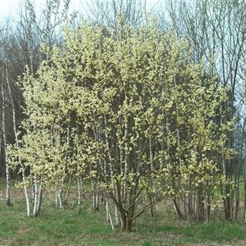 Salix_caprea_2009_0629.jpg