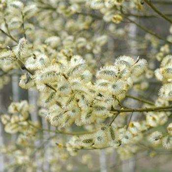 Salix_caprea_2009_0635.jpg