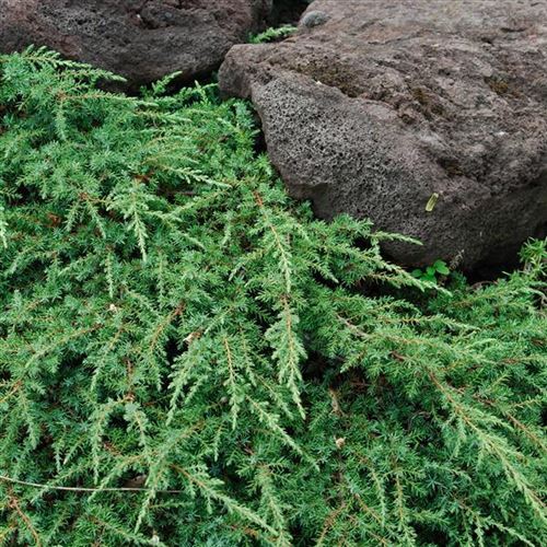 Juniperus communis 'Green Carpet'