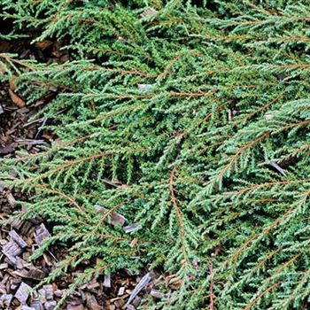 Juniperus_communis_Green_Carpet_2004_1947.jpg