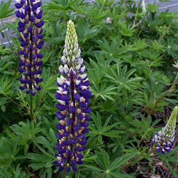 Lupinus_Kastellan_HRM_Q2.jpg