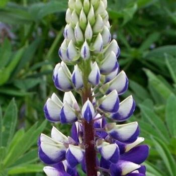 Lupinus_Kastellan_HRM_R3.jpg