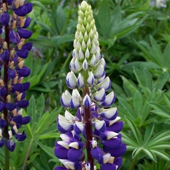 Lupinus_Kastellan_HRM_Q1.jpg