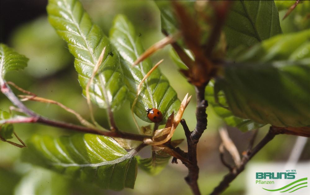 kaffeepflanze licht Coffea arabica