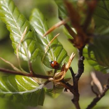 Fagus_sylvatica_var_suentelensis.JPG