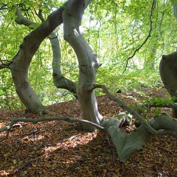 Fagus_sylvatica_suenteliensis_2007_8620.jpg