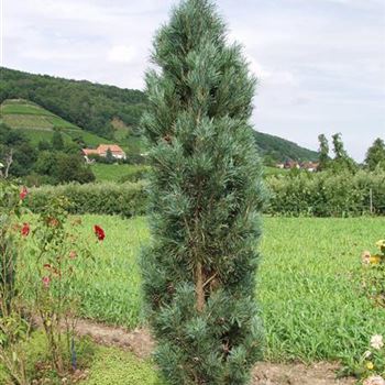 Pinus_sylvestris_Fastigiata_2005_3182.jpg