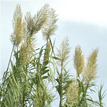 Arundo_donax_HRM_Q1.jpg