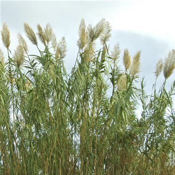 Arundo_donax_HRM_Q2.jpg