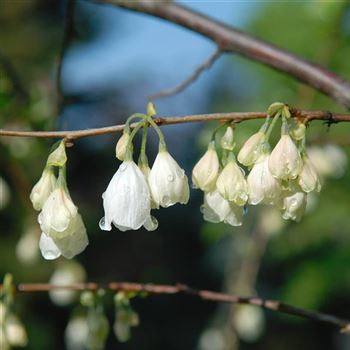 Halesia_carolina_2006_1249.jpg