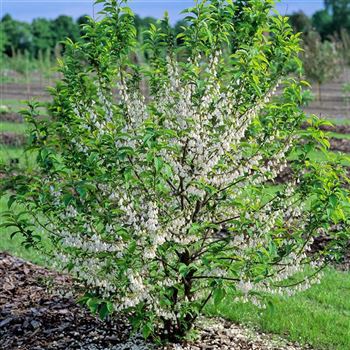 Halesia_carolina_3003_0119.jpg