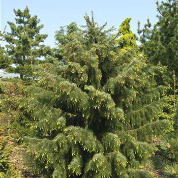 Picea_breweriana_2009_1525.jpg